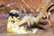 Grey-headed Honeyeater (Lichenostomus keartlandi)